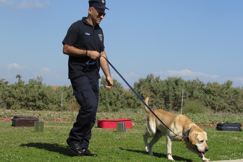 Дрессировщик и стажер полицейских собак