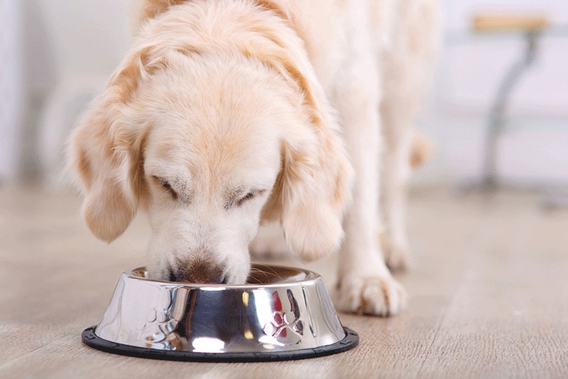 Read more about the article Покрывает ли страховка домашних животных еду, отпускаемую по рецепту?  Это стандарт?