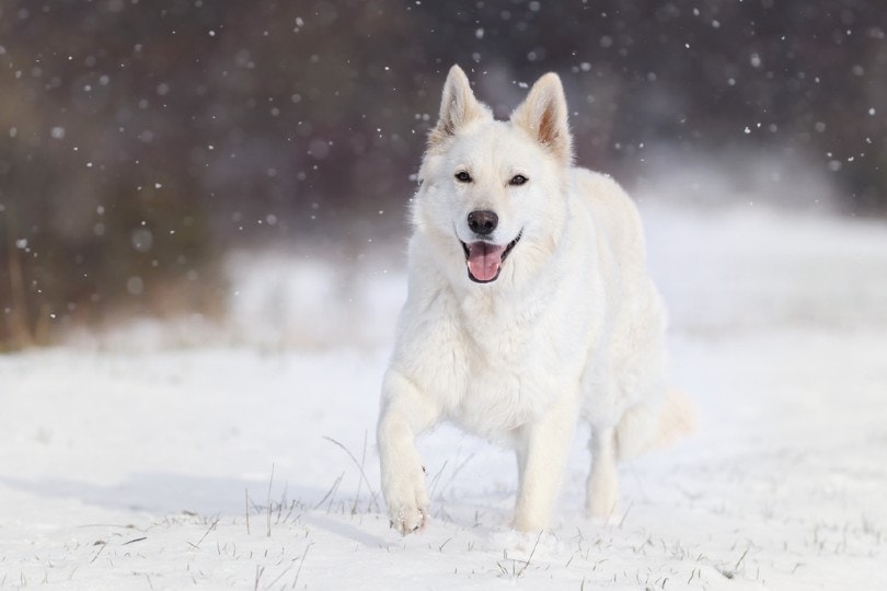 белая немецкая овчарка бежит по снегу