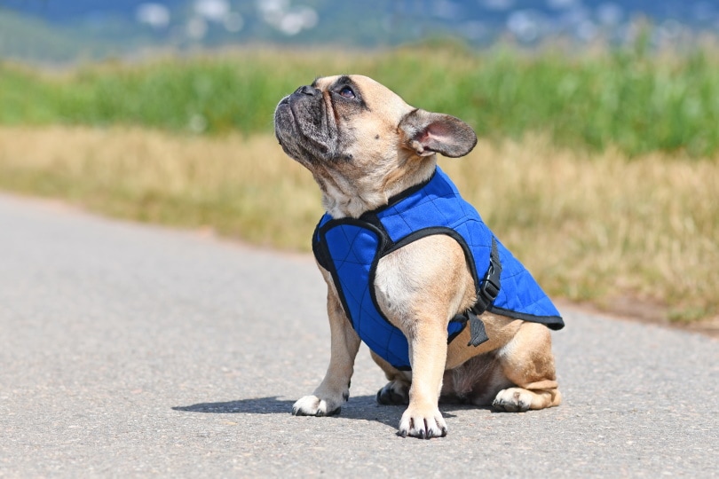 Read more about the article Действительно ли обертывания для тела помогают собакам с тревогой?  (Ответ ветеринара)