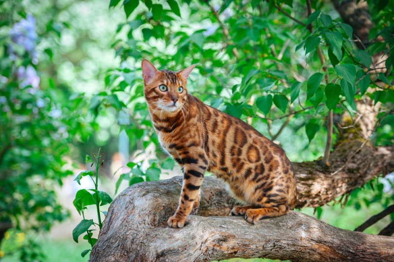 Бенгальская кошка сидит на стволе дерева
