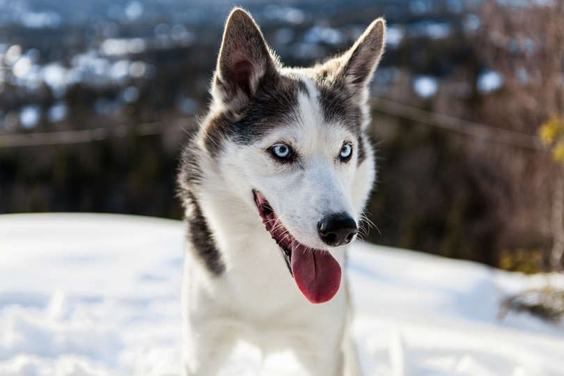 Аляскинский хаски-собака_Valmedia_shutterstock