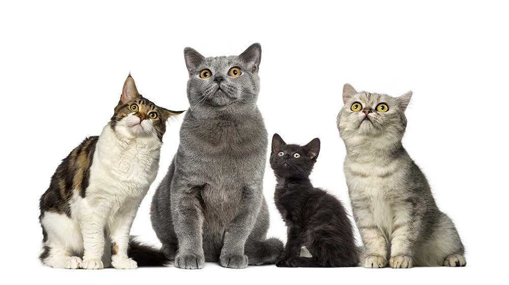 Read more about the article 4 самых популярных цвета и вариации рисунка кошек: краткое руководство (с иллюстрациями)