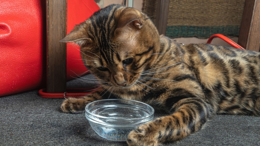 Бенгальская кошка пьет воду