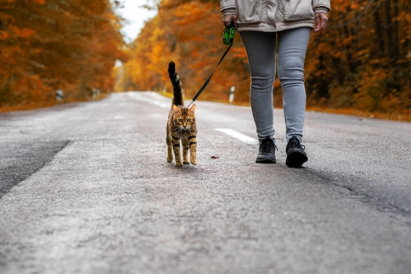 бенгальская кошка на поводке гуляет