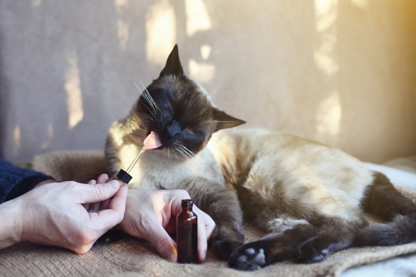 You are currently viewing CBD при судорогах кошек и эпилепсии: помогает ли это?
