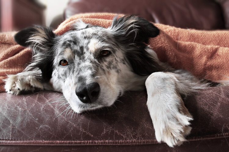 Read more about the article Сердечные черви у собак: признаки, причины и лечение (ответ ветеринара)