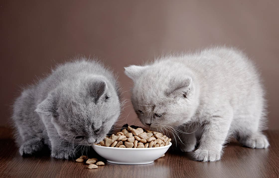 Read more about the article Когда котенок начинает есть еду и пить воду?  Одобренные ветеринаром факты и часто задаваемые вопросы