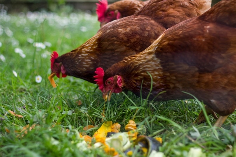 Цыплята, которые едят овощи на свободном выгуле_rfranca_shutterstock