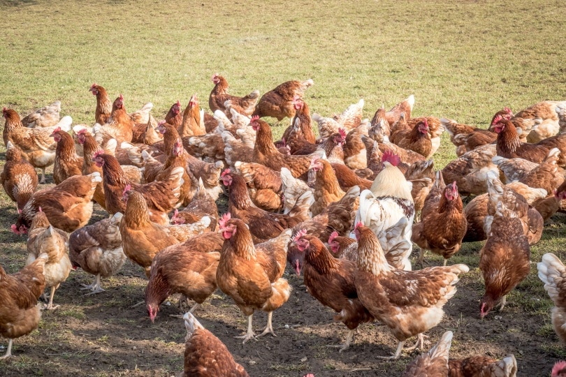 цыплята едят_Дитрих Лепперт_Shutterstock