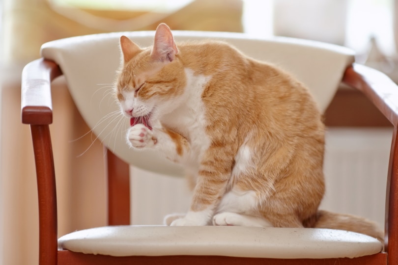 Read more about the article 5 причин, по которым кошки облизываются после того, как вы их погладили
