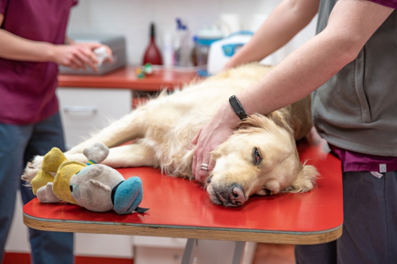 Read more about the article Сколько стоит стерилизовать или стерилизовать собаку?  Руководство по ценам на 2023 год