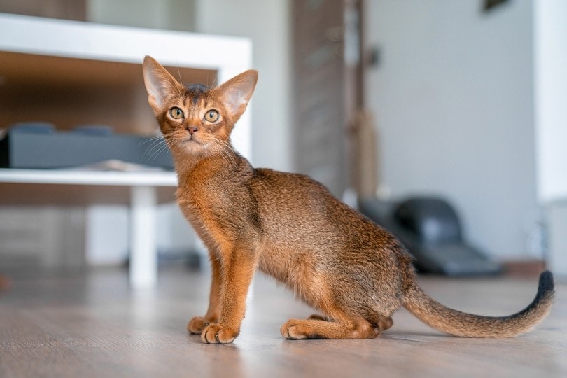 Read more about the article 10 увлекательных фактов об абиссинских кошках, которых вы не знали