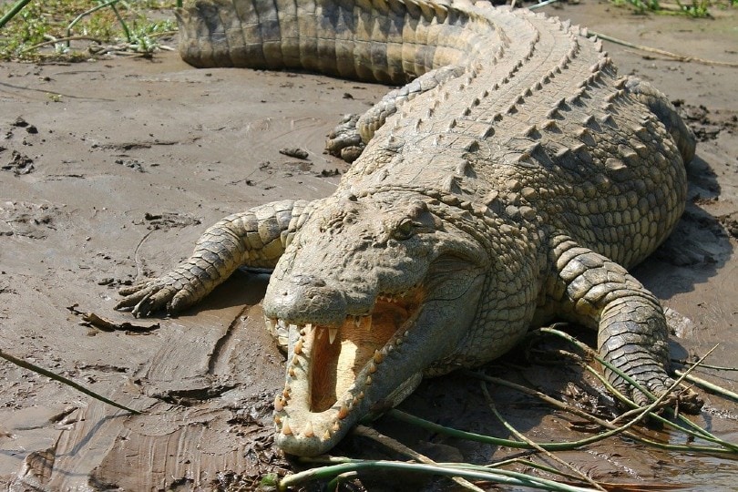 Read more about the article 18 самых больших рептилий в мире (с картинками)