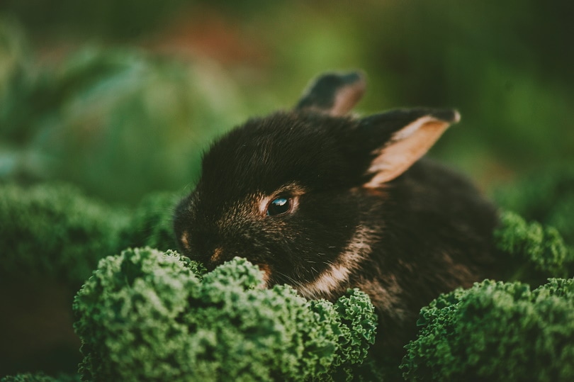 черный кролик ест капусту