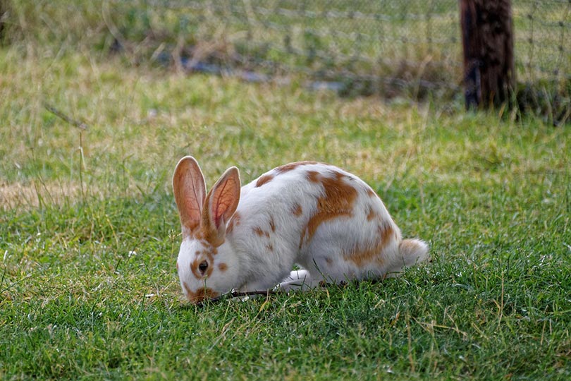 кролик ест траву