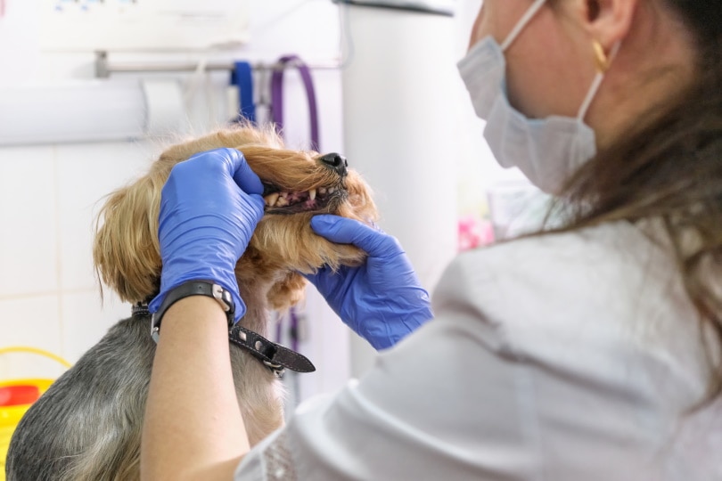 You are currently viewing Покрывает ли страховка Pet Assure стоматологические процедуры?