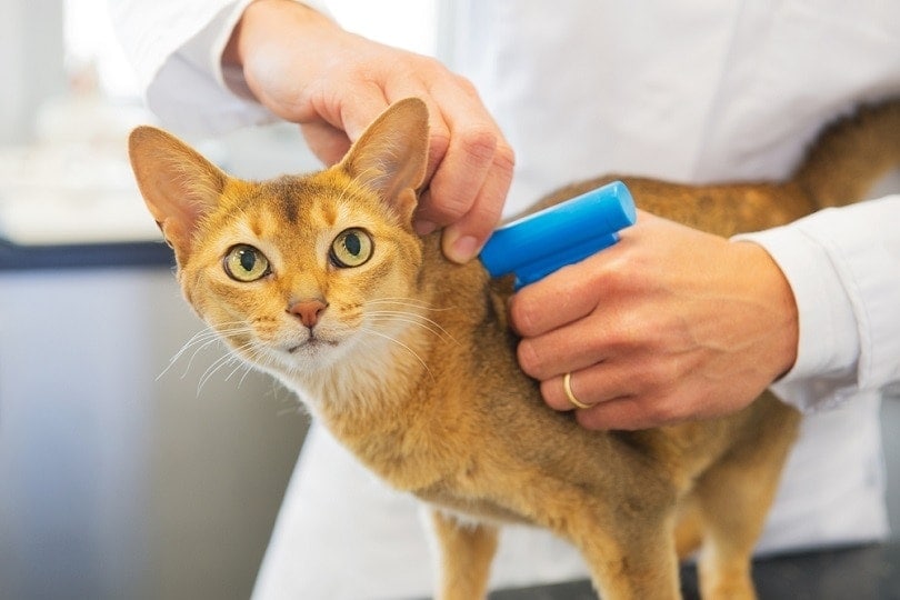 Read more about the article Стоит ли чипировать кошку?  Ветеринар рассмотрел плюсы и минусы