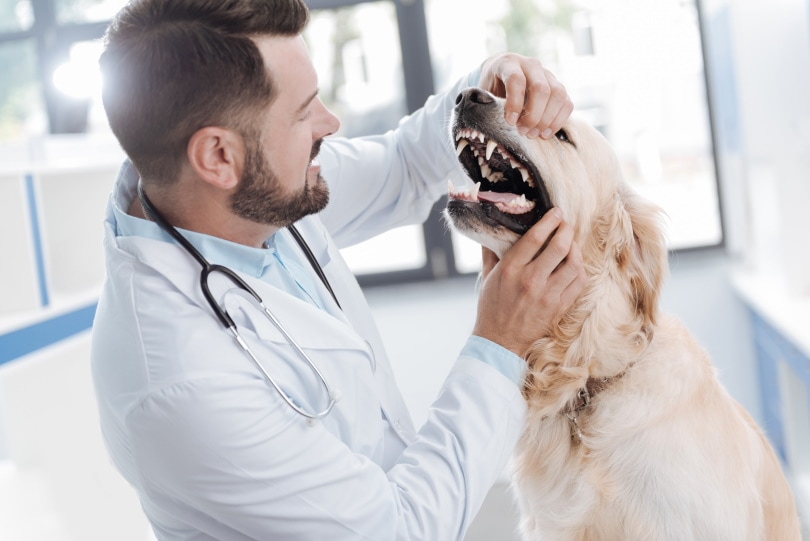 ветеринар проверяет зубы собаки