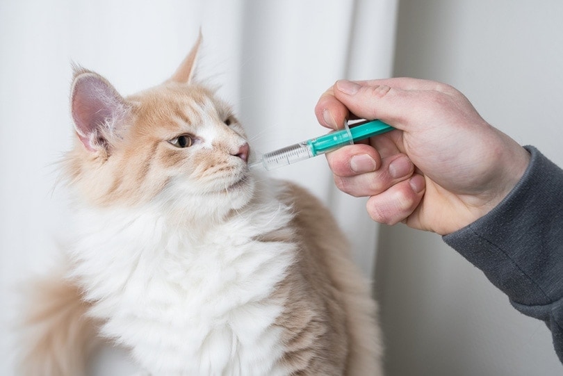 Кошка мейн-кун получает лекарство в рот шприцем