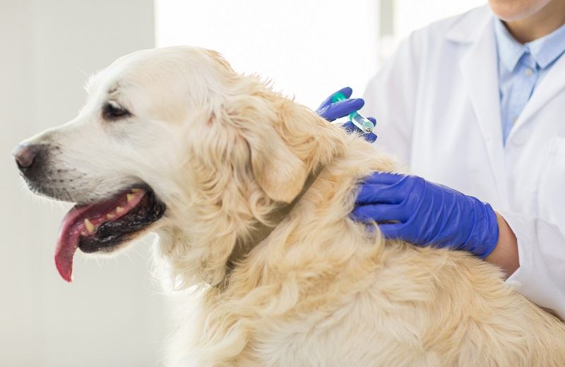 собака получает вакцину