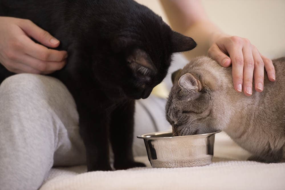 человек кормит двух кошек