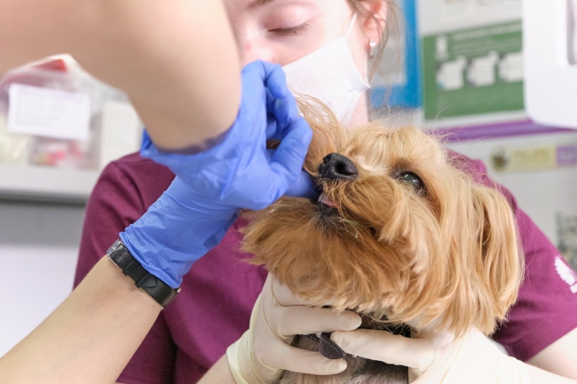 ветеринар осматривает зубы собаки