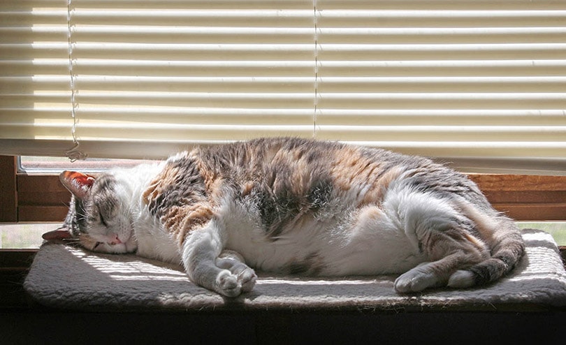 толстый ситцевый кот спит на подоконнике