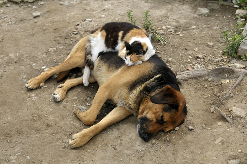 кошка спит на собаке на улице