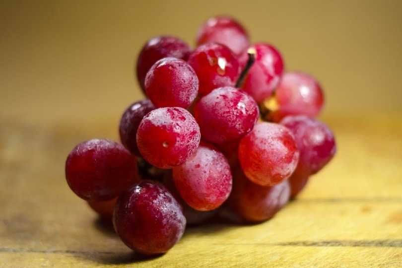 Read more about the article Могут ли игуаны есть виноград?  Что тебе нужно знать!