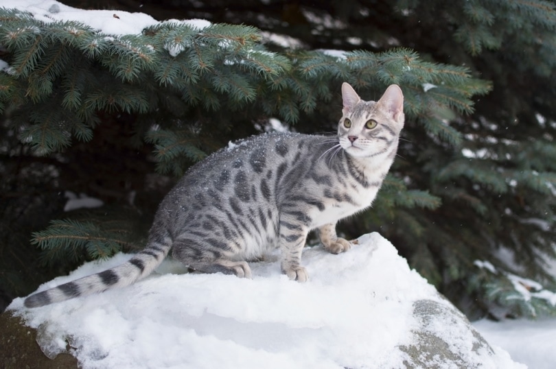 Голубой бенгальский котенок на снегу