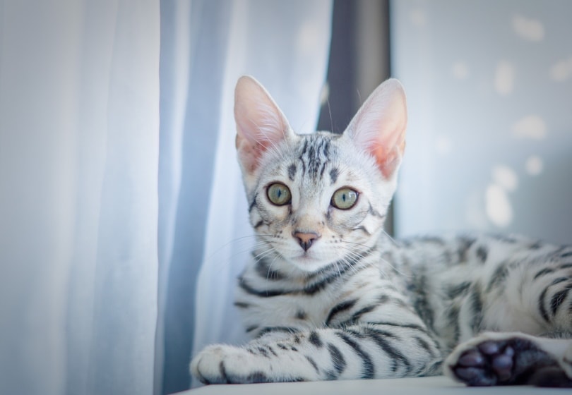 You are currently viewing Серебряная бенгальская кошка: фотографии, факты, происхождение и история