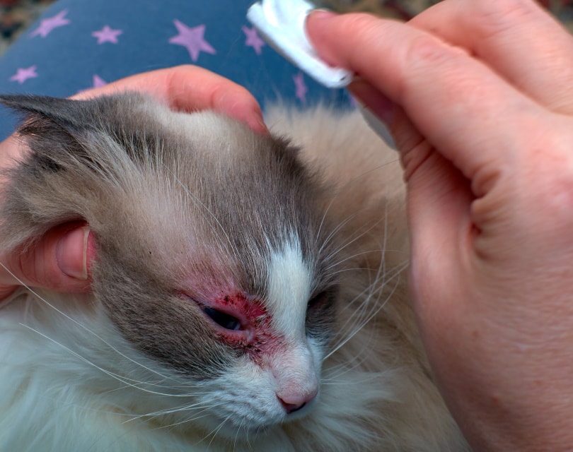 лечение кошачьей аллергии на коже