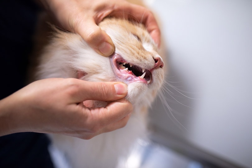 ветеринар открывает рот коту мейн кун