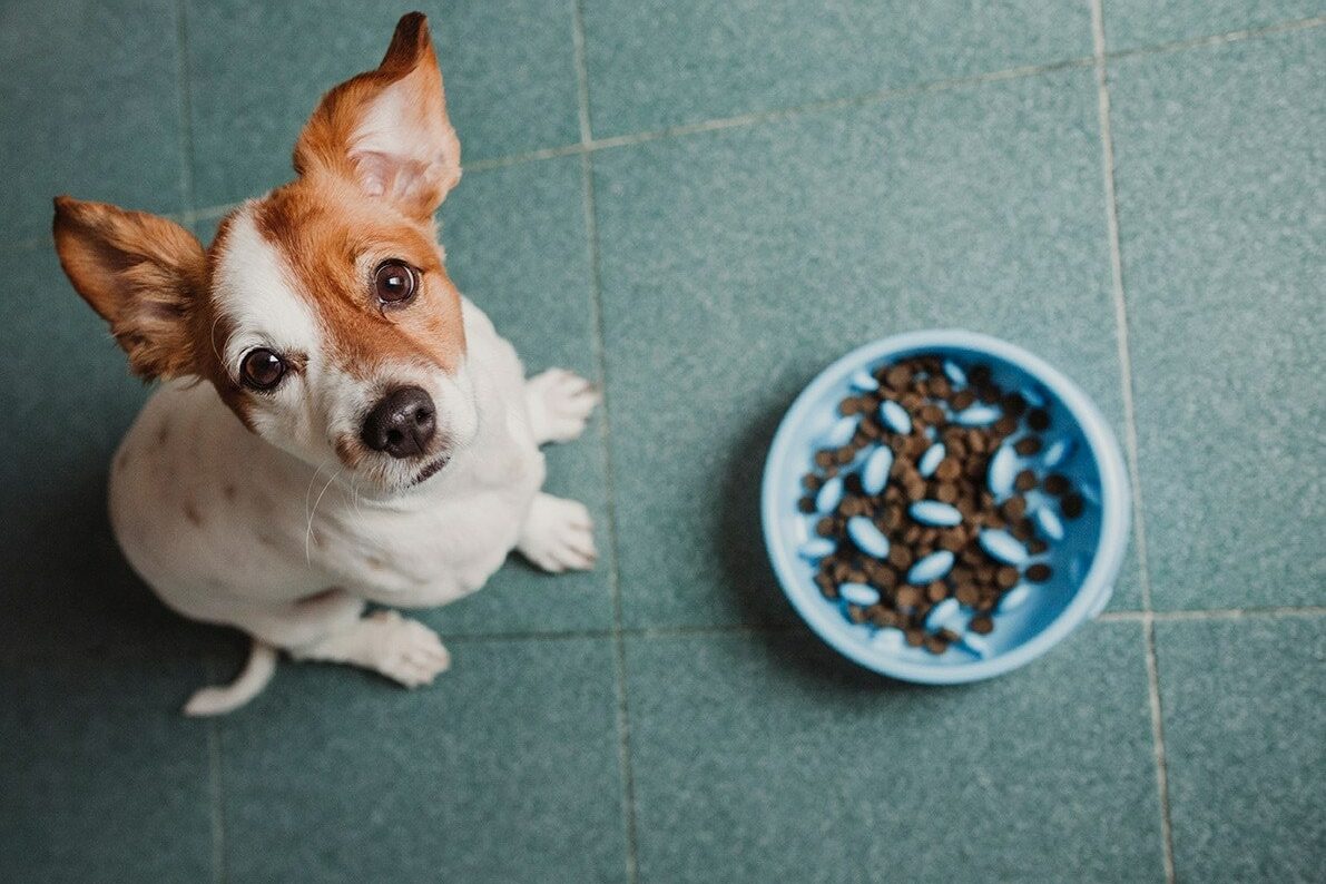 Read more about the article График кормления собак: сколько и как часто кормить собаку