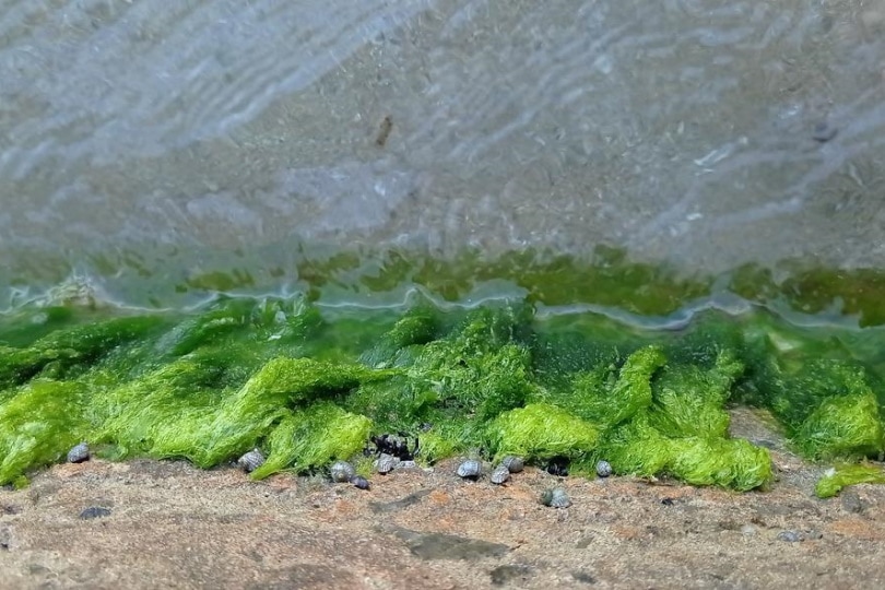 Водоросли можно есть. Водоросли на стенах. Водоросли белого моря. Чайка ест водоросли. Кто в воде питается водорослями.