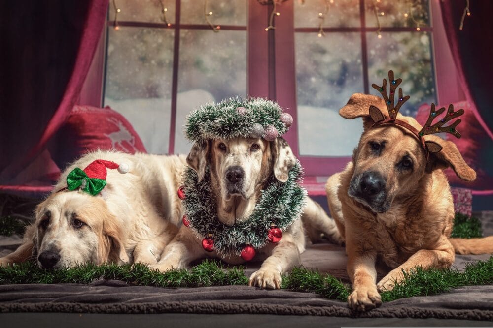 You are currently viewing 12 потрясающих рождественских открыток с собаками своими руками, которые вы можете сделать сегодня!  (с картинками)