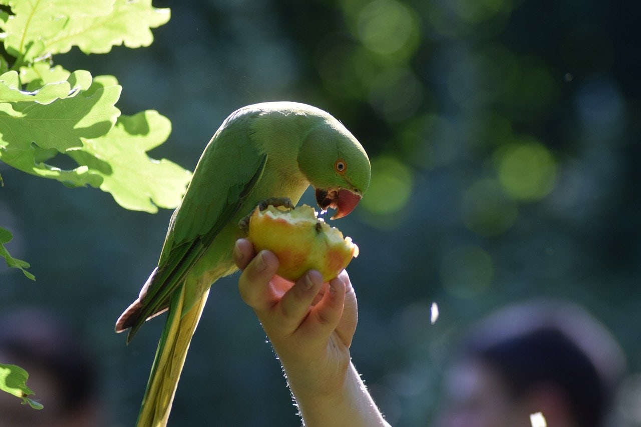 Read more about the article Что едят попугаи в дикой природе и в качестве домашних животных?