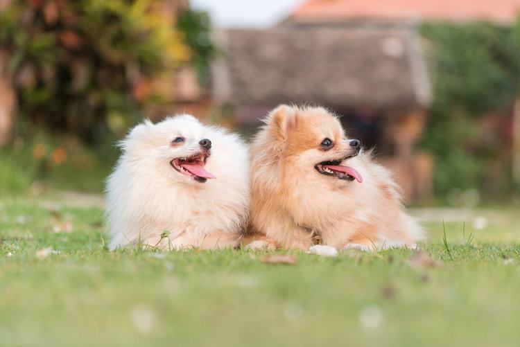 Померанский шпиц_Shutterstock_APIWICH PUDSUMRAN