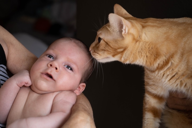 Read more about the article Знает ли кошка, что такое человеческий ребенок?  Что говорит наука