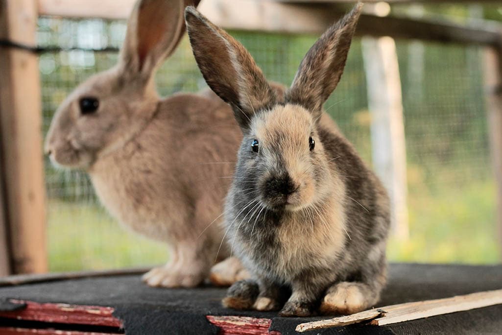 Read more about the article Можно ли держать вместе двух кроликов-самцов?