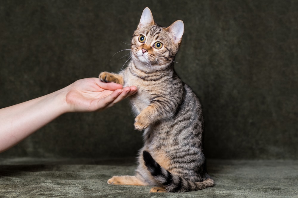 Милый бенгальский кот Манчкин