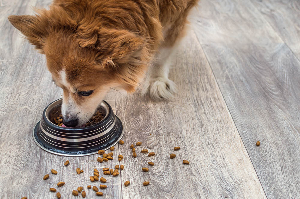 Read more about the article 7 лучших кормов с низким содержанием жира для собак в 2023 году