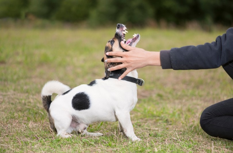 Read more about the article Почему маленькие собаки более агрессивны, чем большие?  4 причины