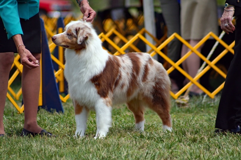 Австралийская овчарка на выставке собак
