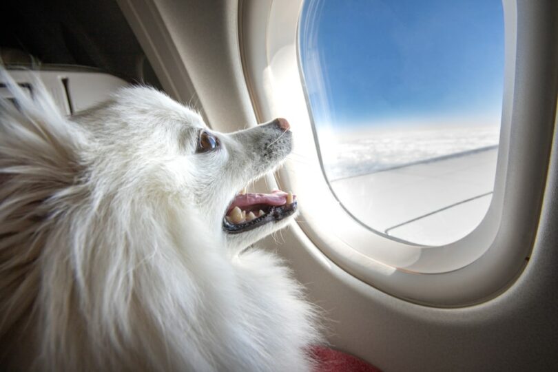 Собака,На,Самолете