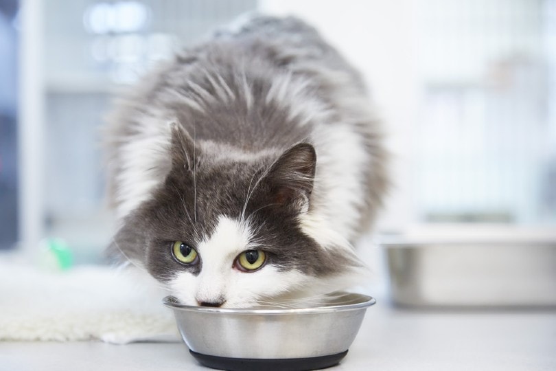 длинношерстный кот ест еду из кошачьей миски