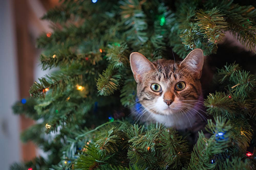 Read more about the article Безопасна ли искусственная рождественская елка для моего кота?  4 Возможные риски