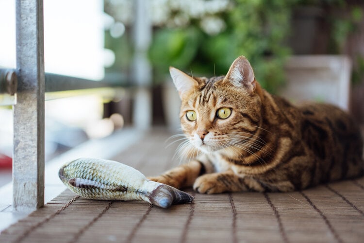 бенгальский кот играет с игрушечной рыбой