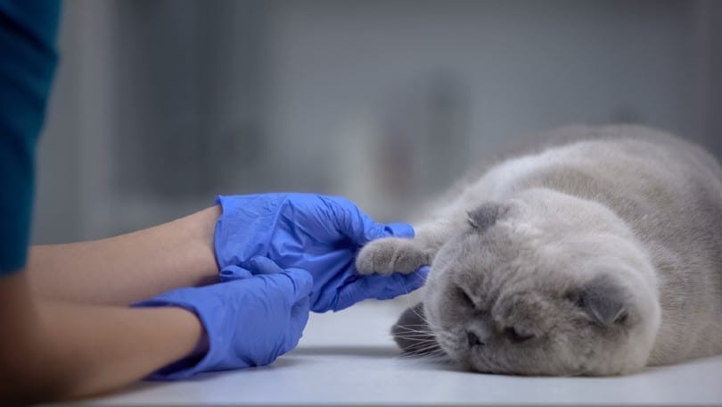Ветеринар ищет опухоль на лапах у кошки